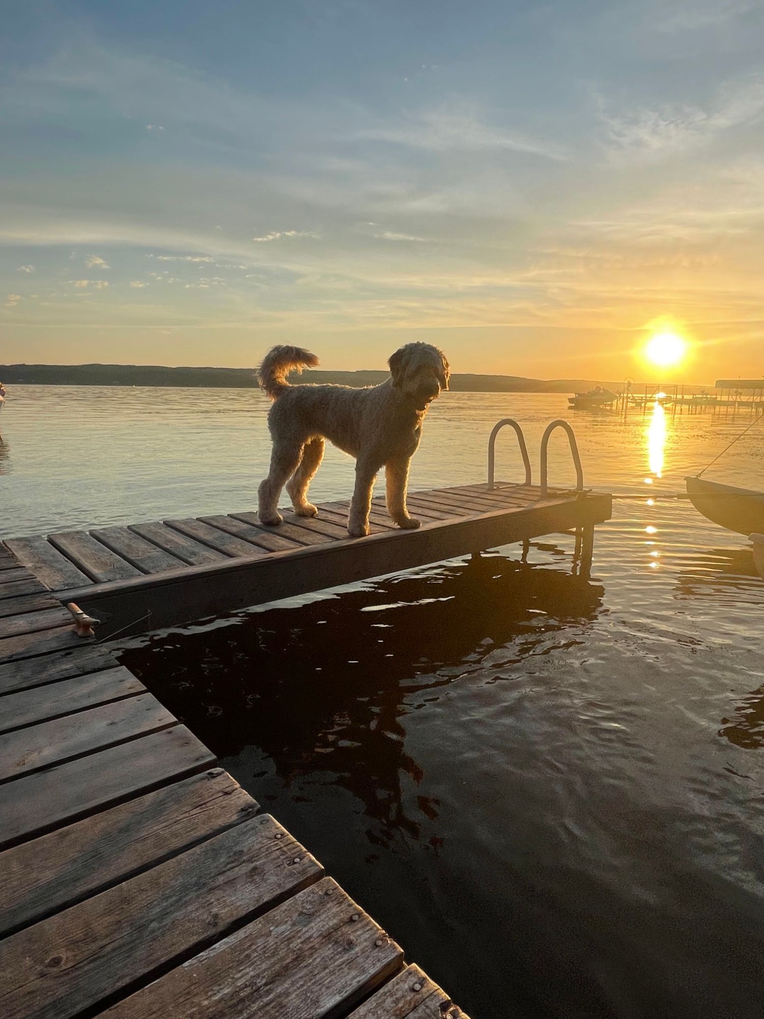 Dog standing on the dock at Gleniffer Lake at sunset